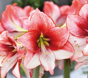Amaryllis