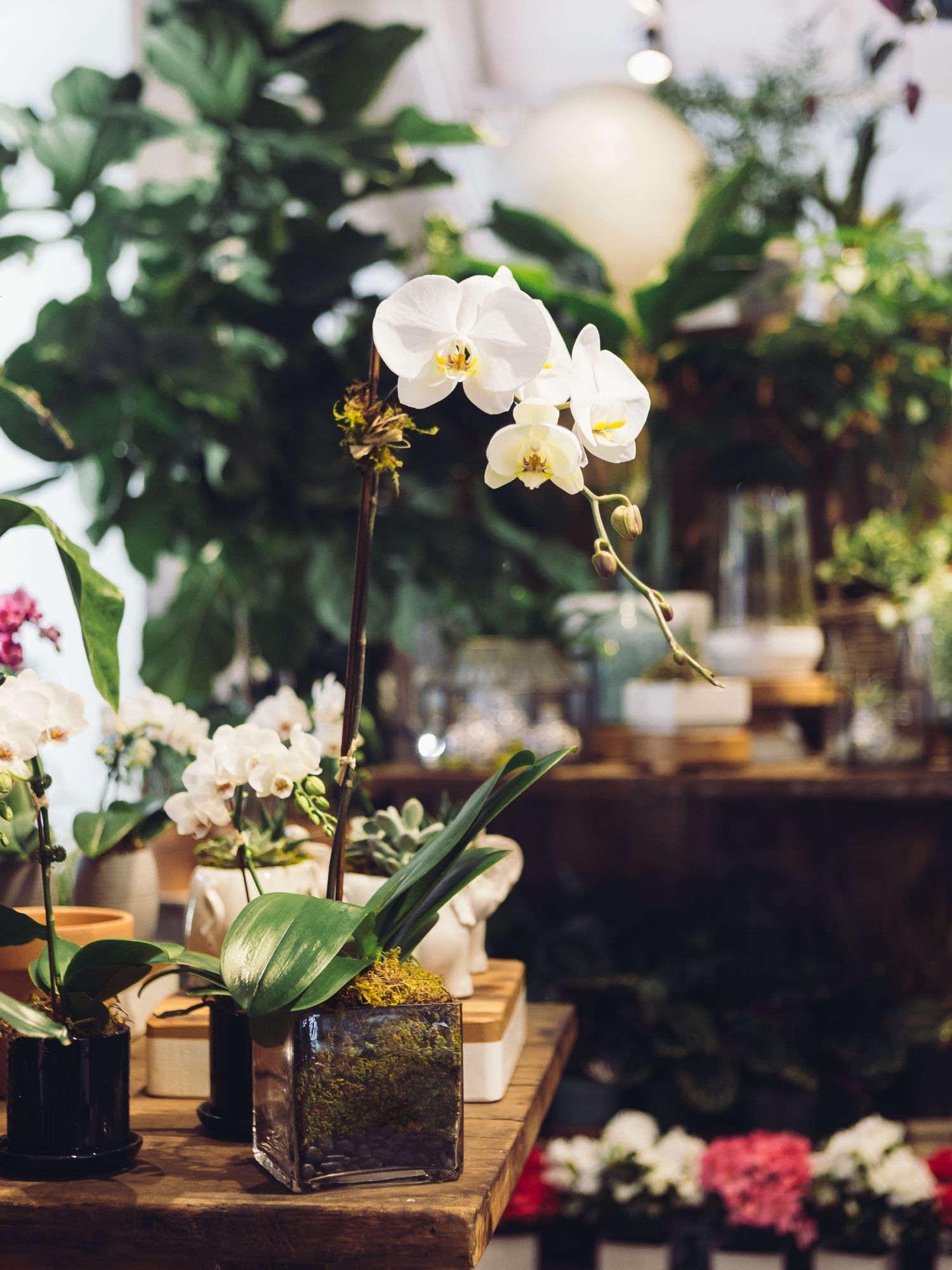 Blumen_Lange_Hildesheim_Floristik_2